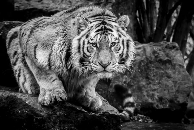 Tim Archer Photography