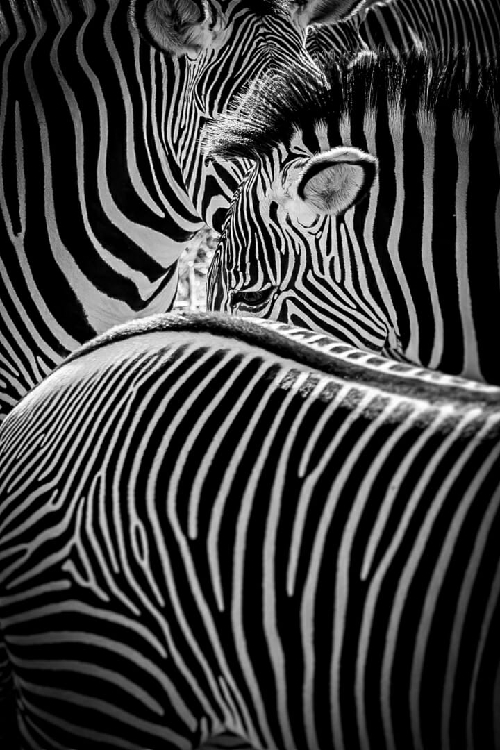 Tim Archer Photography