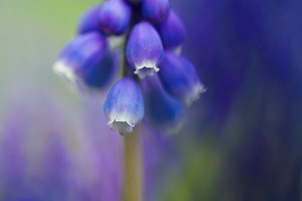 How to Capture Amazing Macro Photography by James Dempsey and iPhotography.com