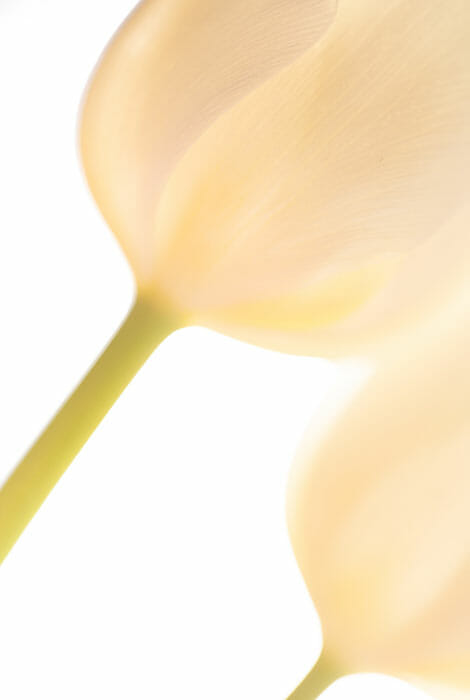 How to Capture Amazing Macro Photography by James Dempsey and iPhotography.com