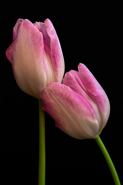 How to Capture Amazing Macro Photography by James Dempsey and iPhotography.com