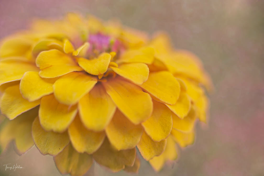 Textured Flower Photography By Terry Holdren and iPhotography.com