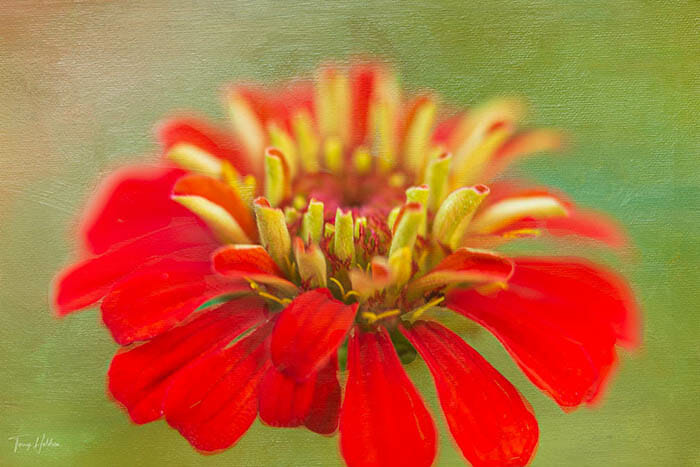 Textured Flower Photography By Terry Holdren and iPhotography.com