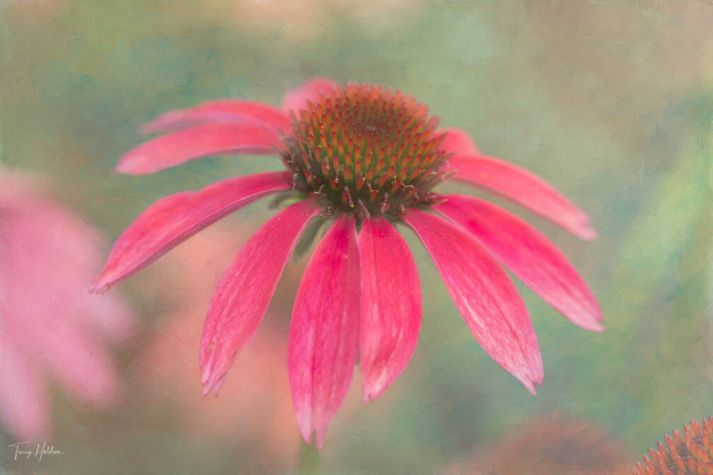 Textured Flower Photography By Terry Holdren and iPhotography.com