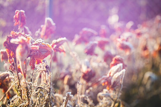Freelensing Photography Guide by iPhotography.com