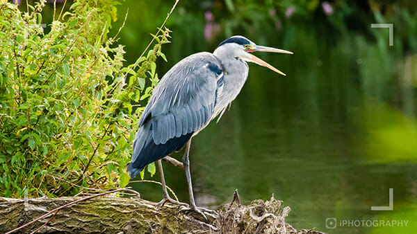 Bird photography tips 2 Heron