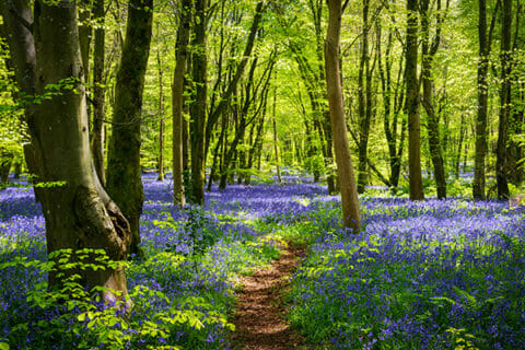 Spring Photography Examples Spring Photography Tips - 7 AMAZING Ideas for Outdoor Photographers