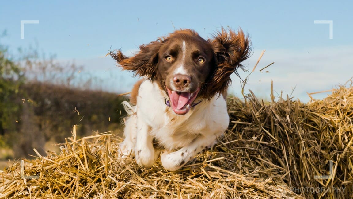 Dog jumping over a hay bale