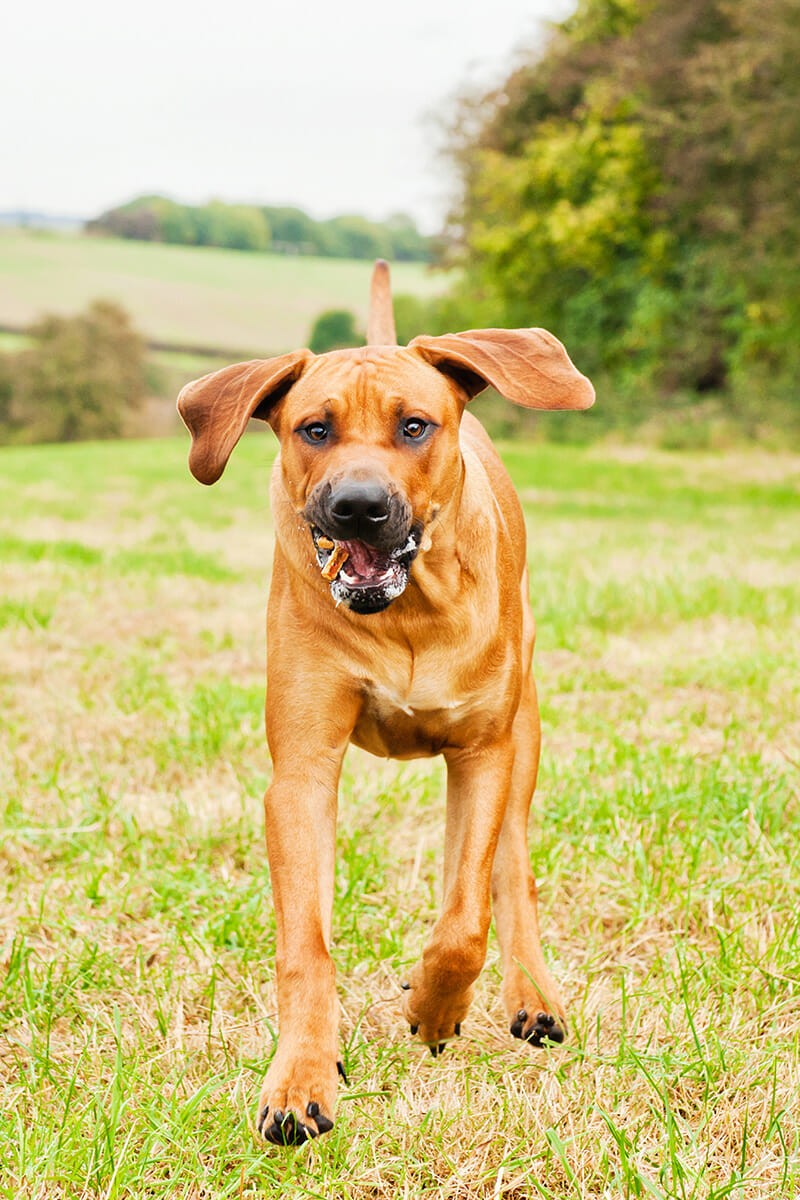 Dog Photos blog by iPhotography Image 2