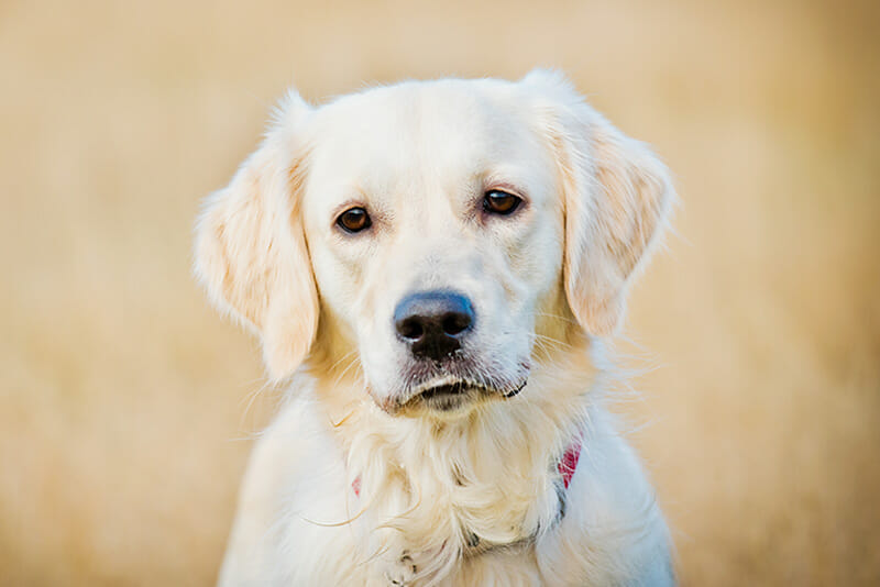 dog photos iPhotography blog Image 3