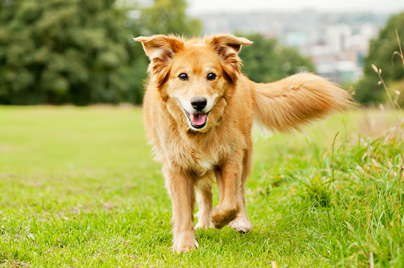 Dog Photography Tips iPhotography Image 5