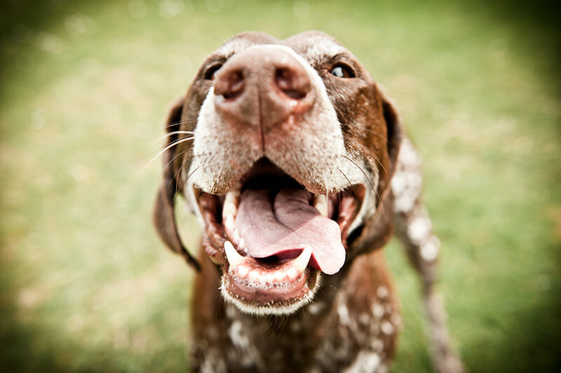 Dog Photos on a Wide lense iPhotography blog image example 7