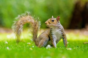 Squirrel on grass