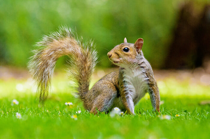 Squirrel on grass