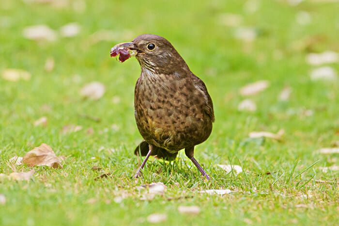 photographing garden animals by Rachel Sinclair Copyright 2021