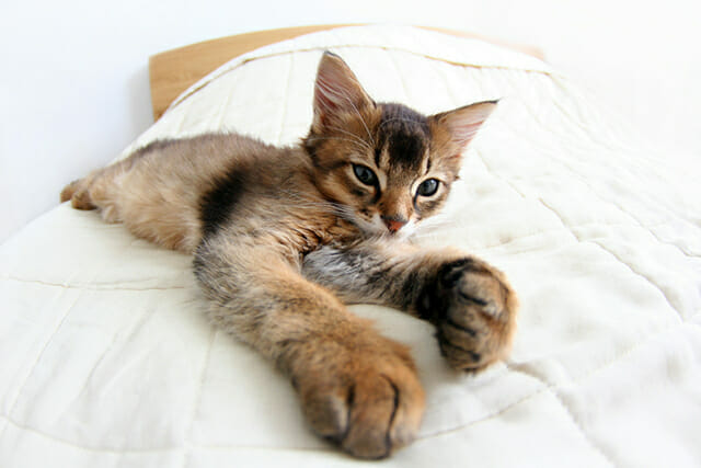 Pet Photography Tips by iPhotography.com