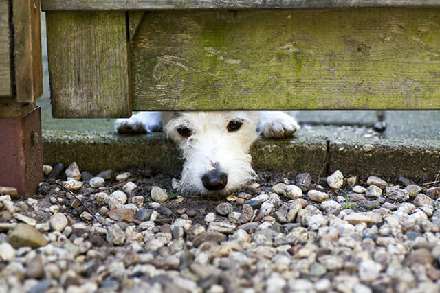 Pet Photography Tips by iPhotography.com