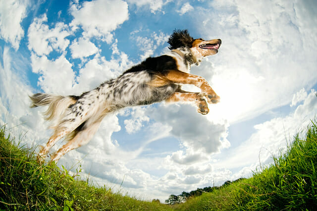 Pet Photography Tips by iPhotography.com