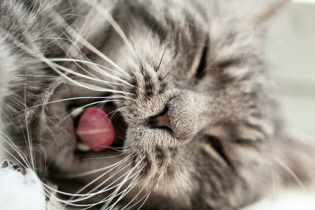 Pet Photography Tips by iPhotography.com