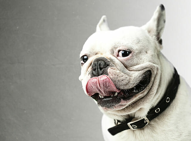 Pet Photography Tips by iPhotography.com