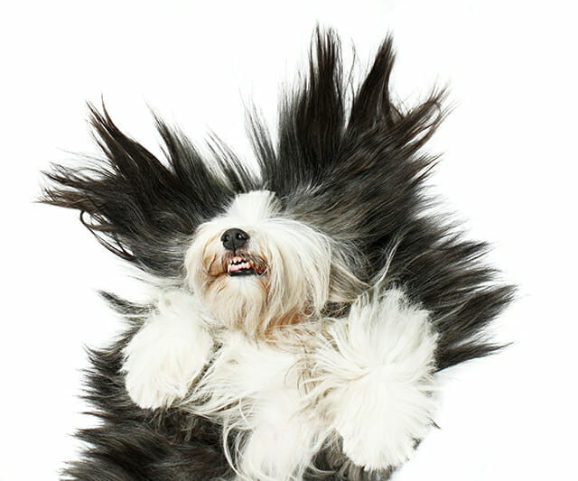 Pet Photography Tips by iPhotography.com