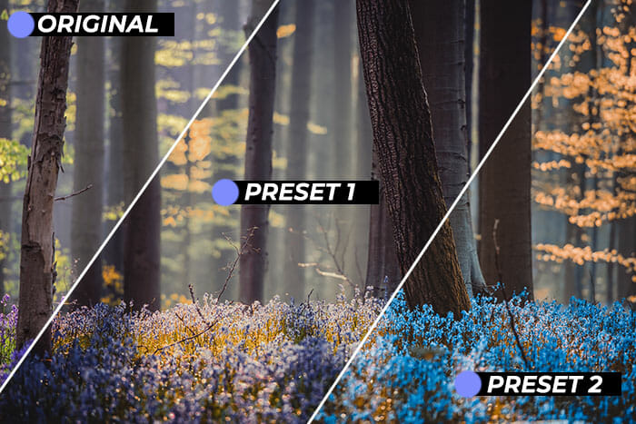 Nature Photography Tutorial How to Take Amazing Photos of Nature