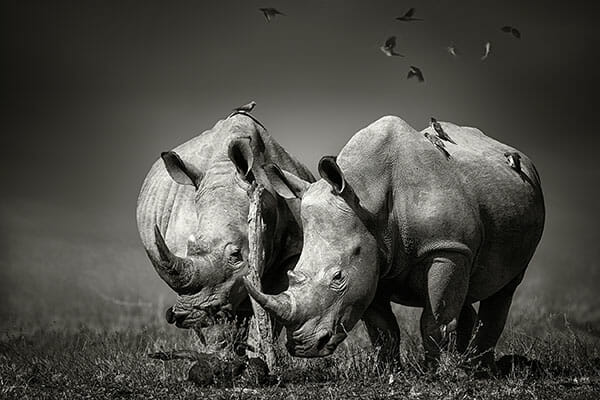 Wildlife Photography Tips