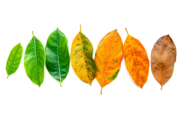 autumn fall photography tips by iphotography.com
