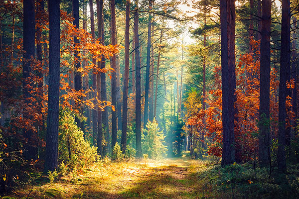 autumn fall photography tips by iphotography.com