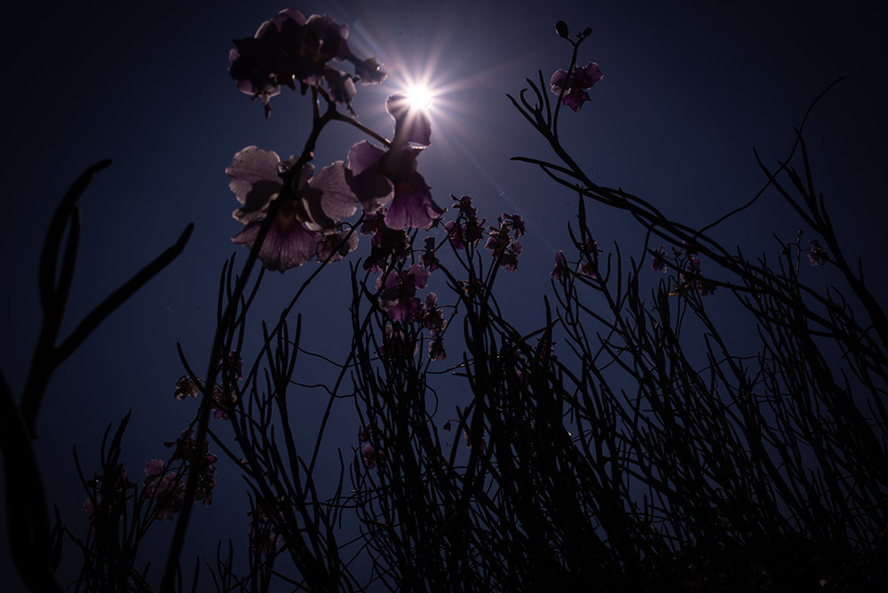 Low Light Photography Tips by iPhotography.com