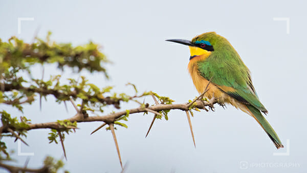 Bird Photography Tips by iPhotography.com