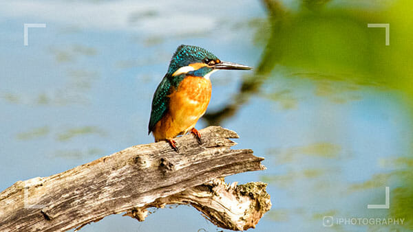 Bird Photography Tips by iPhotography.com