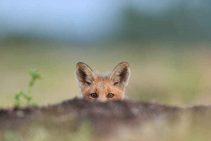 10 Nature Photography Tips by iPhotography.com