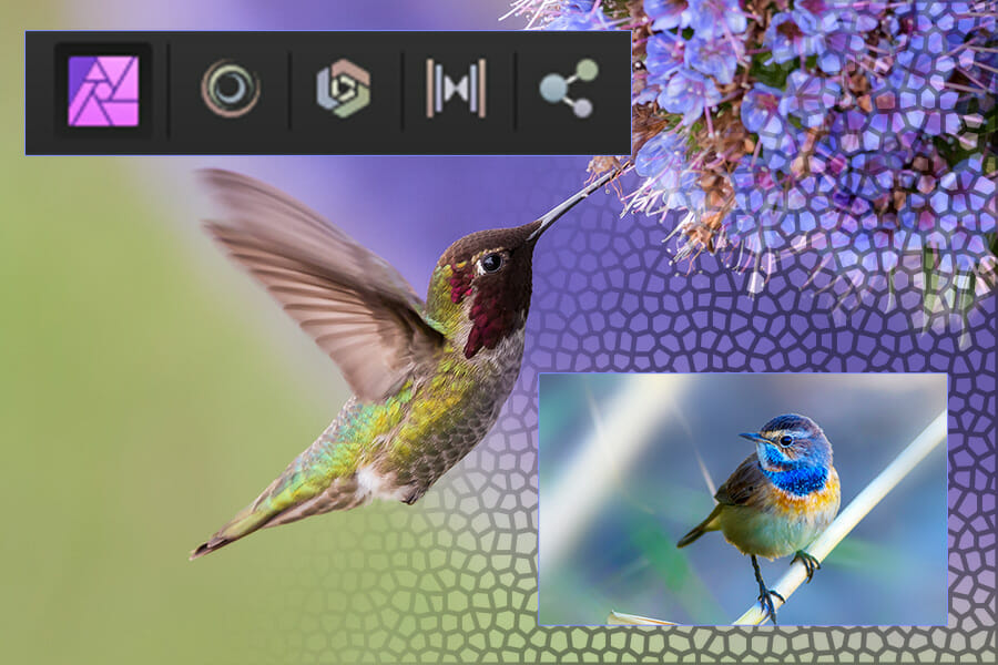 Anna's Hummingbird in flight with purple flower