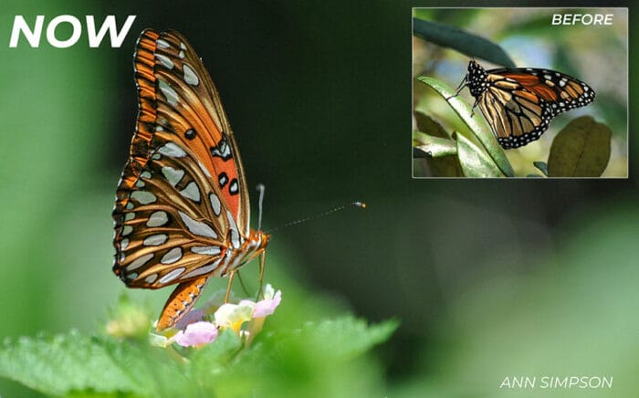 a butterfly on a leaf