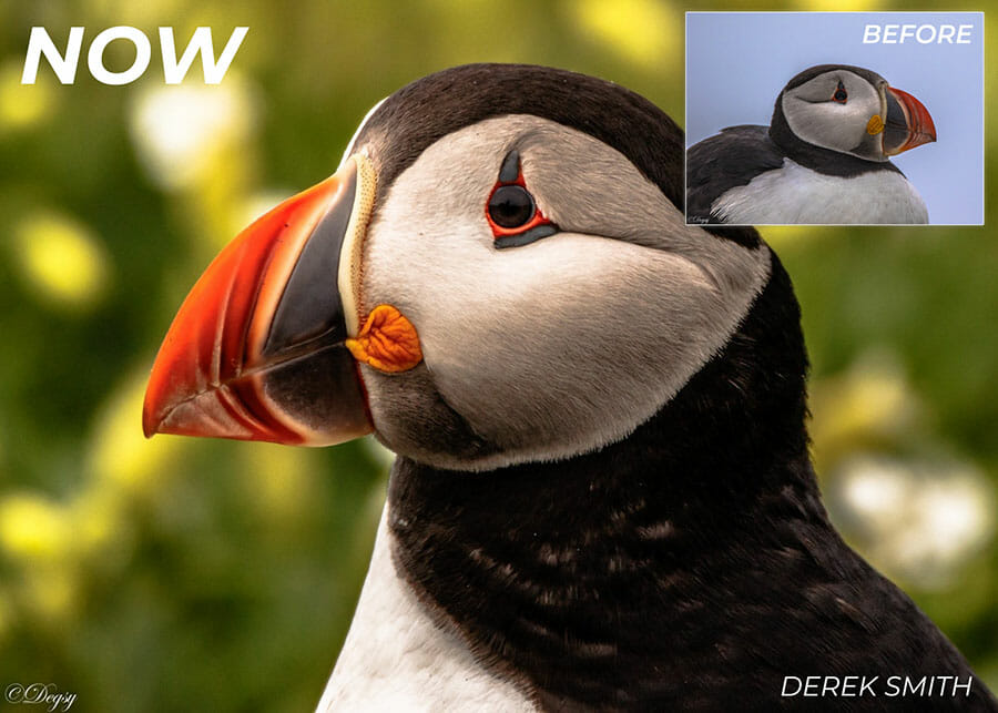 Wildlife before & after &mdash; iPhotography member work.
