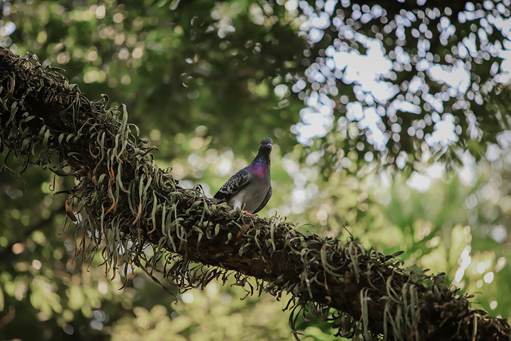 Homing pigeon, racing pigeon, or domestic pigeon. Pigeon perched on a tree branch on a blurred or bokeh background.