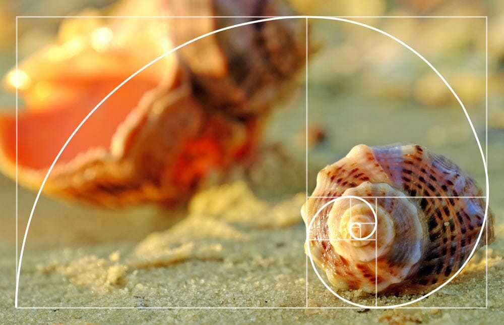 Beautiful seashells on the beach, close up. Golden Ratio concept