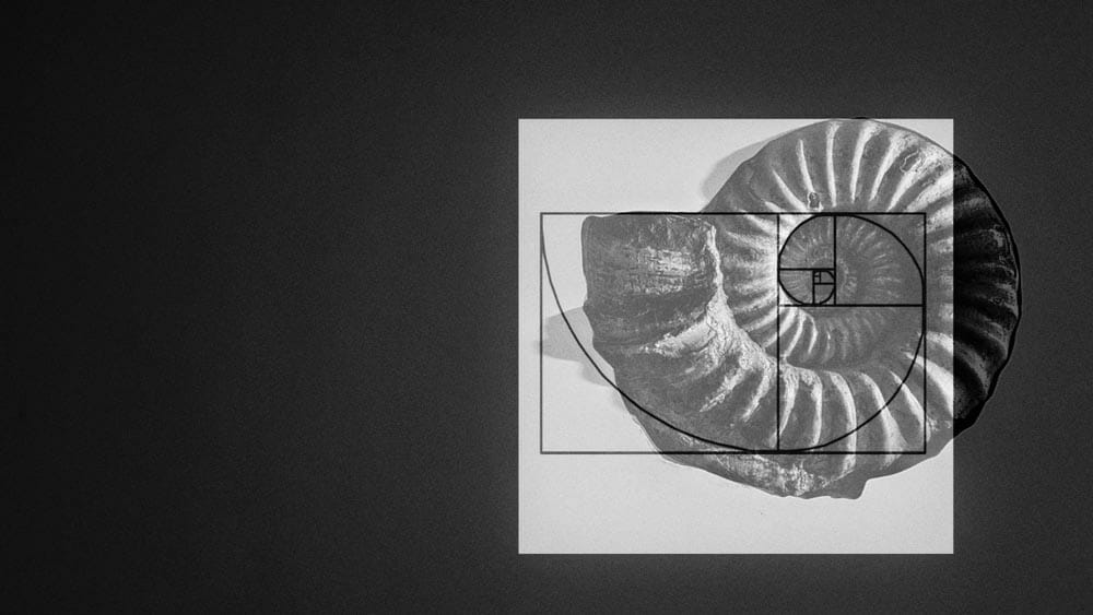 Beautiful seashells on the beach, close up. Golden Ratio concept