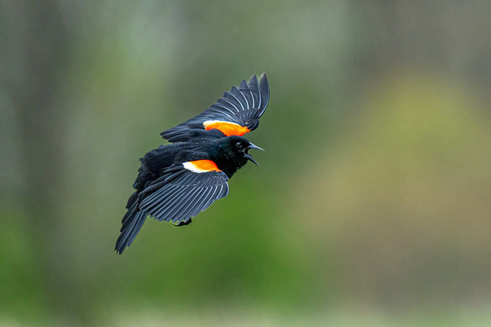 Image by Jo Kayaks (iPhotography Student)