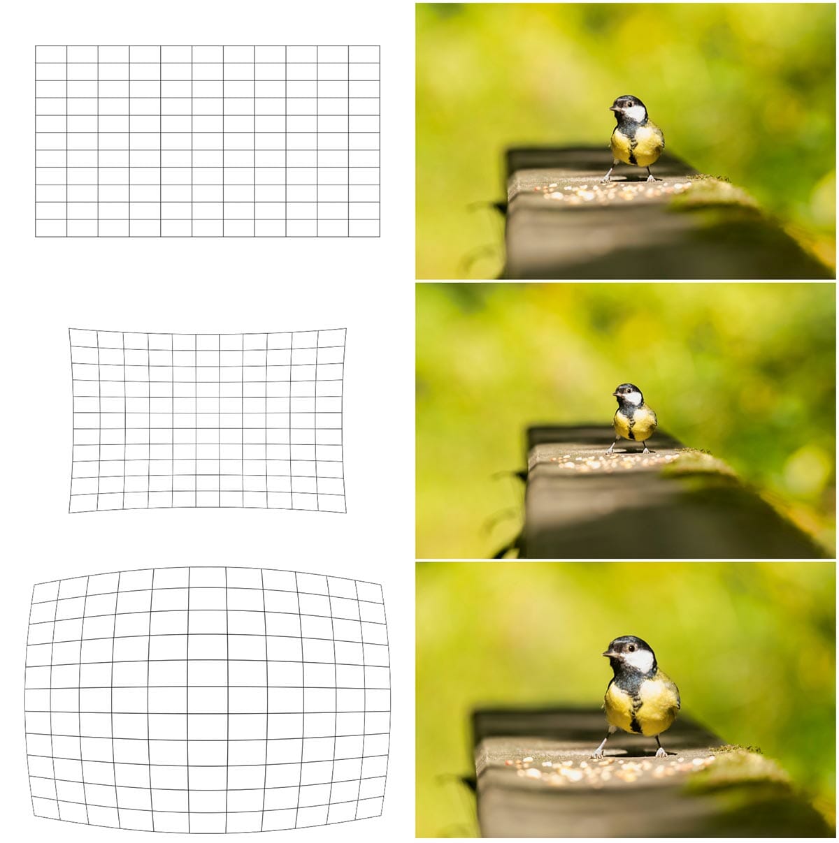 Camera lens distortion, photography issues
