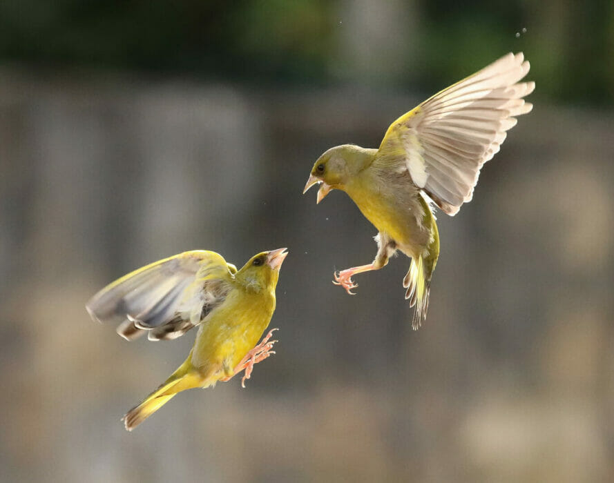 How to photograph birds in flight
