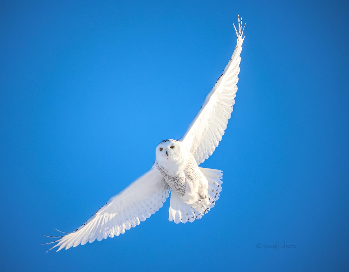 Image by Rhonda Tough