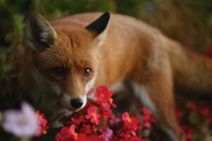 Image by Simon Tamasa (iPhotography Student)