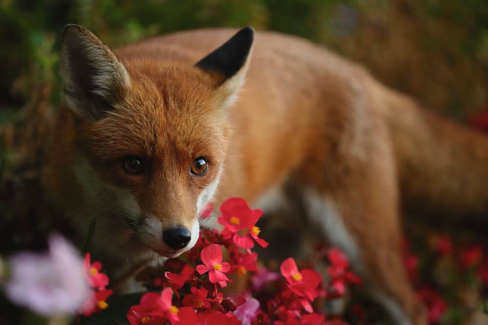 Image by Simon Tamasa (iPhotography Student)