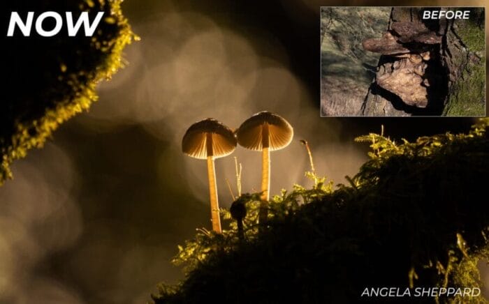 two mushrooms growing in a forest